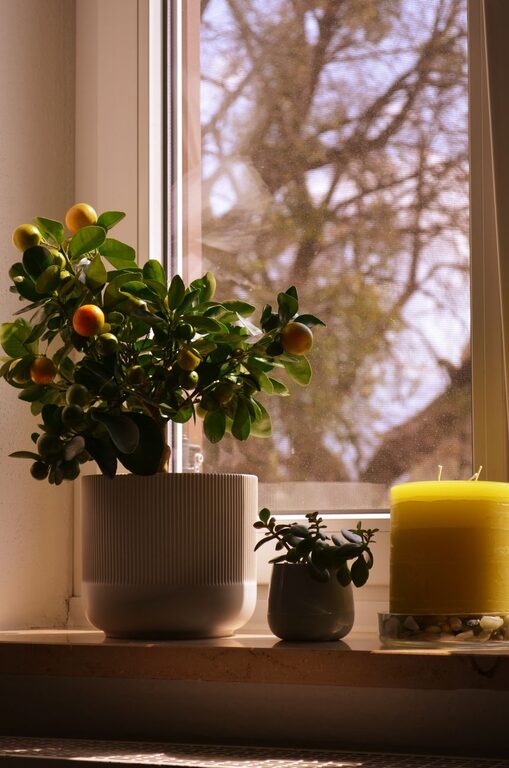 How to Refresh Your Home with Plants: A Beginner’s Guide